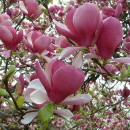 magnolia x soulangeana -rustica rubra